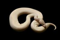picture of Ivory Ball Python Male Sml                                                                           Python regius
